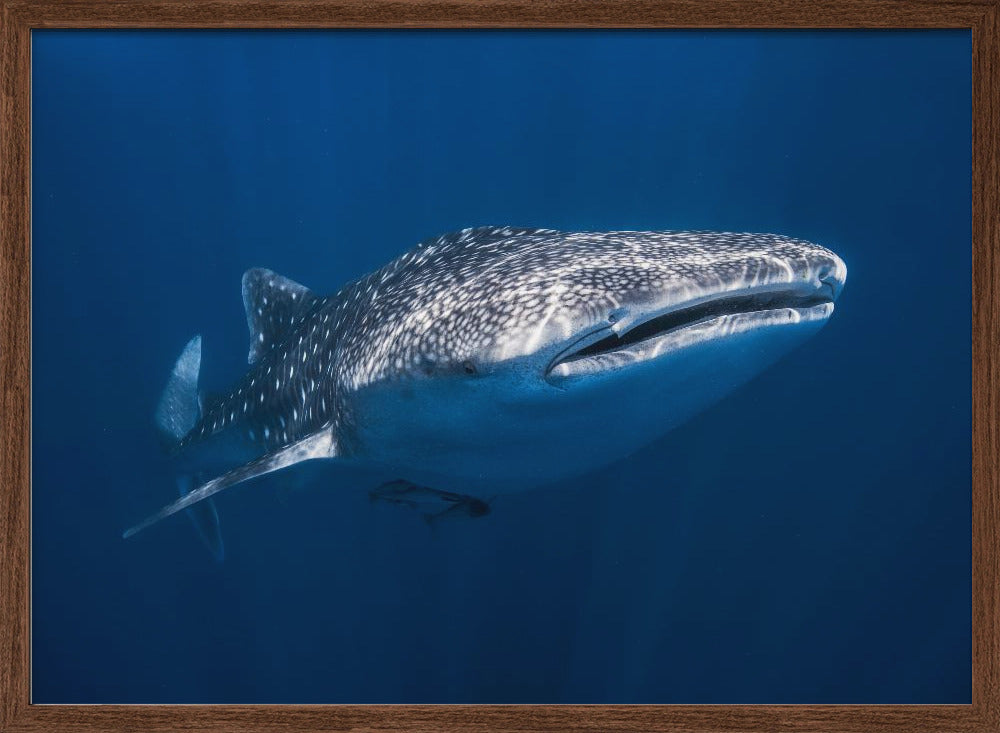 Whale Shark Poster