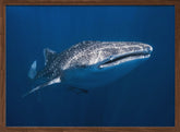 Whale Shark Poster