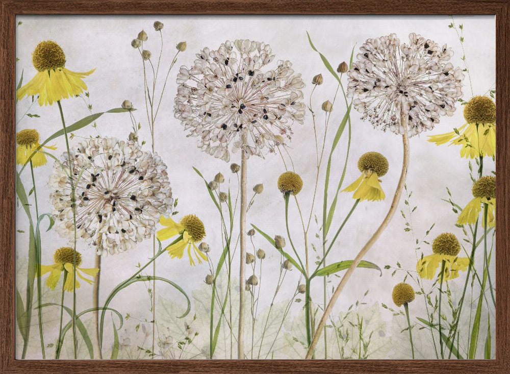 Alliums and heleniums Poster