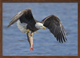 Bald Eagle Catching a Big Fish Poster