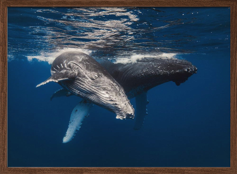 Humpback Whale family! Poster