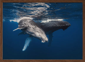 Humpback Whale family! Poster