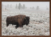 Late Fall Yellowstone Poster