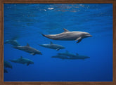 Dolphins Poster