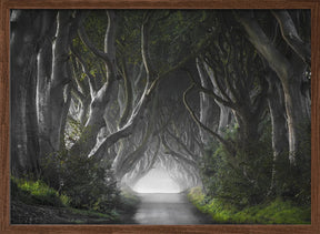 DARK HEDGES Poster