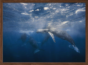 Humpback Whale Poster