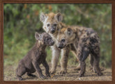 Baby Hyena Poster