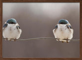 Birds on a wire Poster