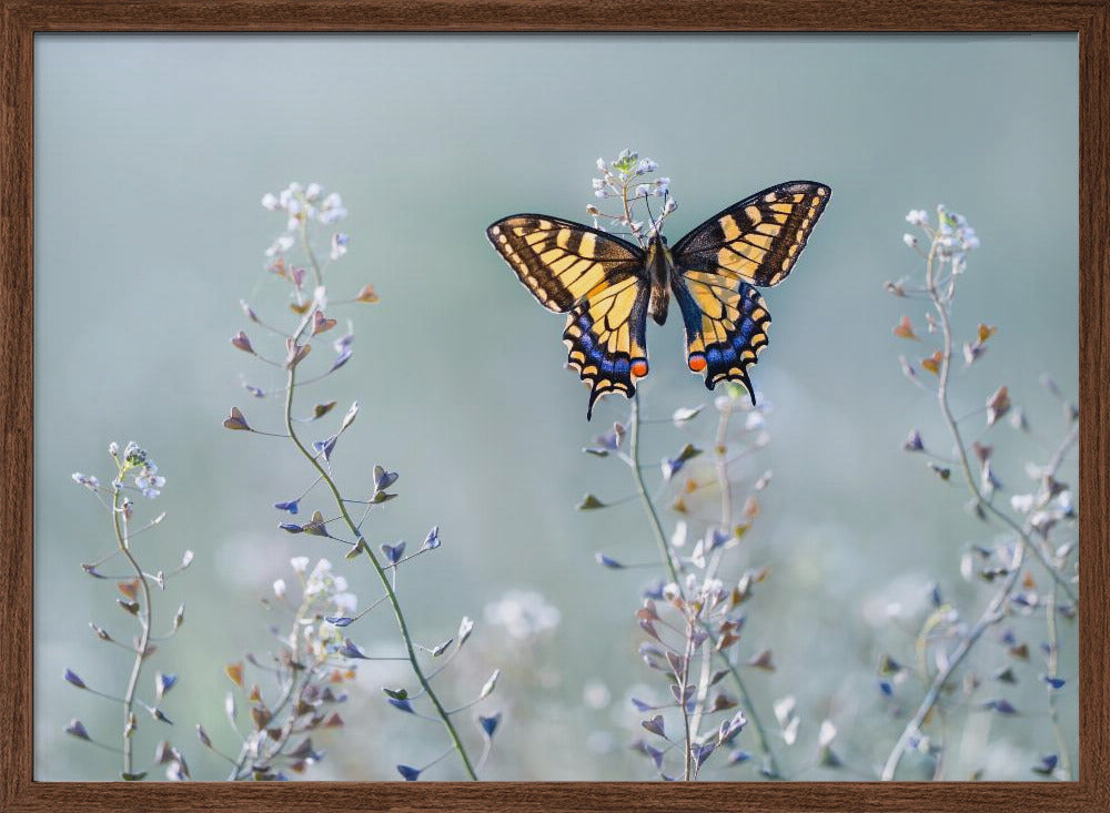 Swallowtail beauty Poster