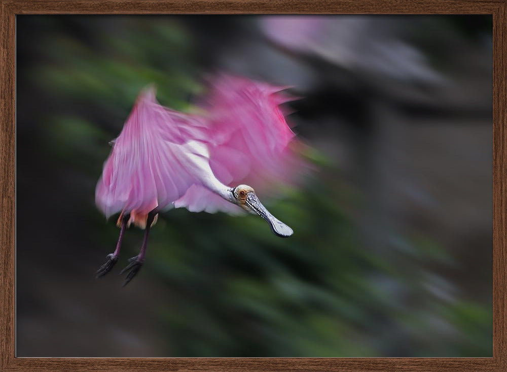 Roseate Spoonbill in Motion Poster