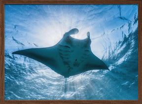 Manta ray Poster