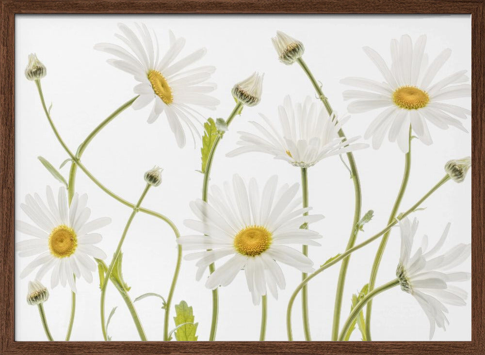 Ox eye Daisies Poster