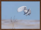 Snowy Owl Poster