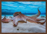 Octopus Poster