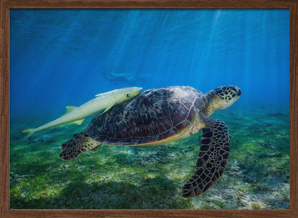 Sea Turtle Poster