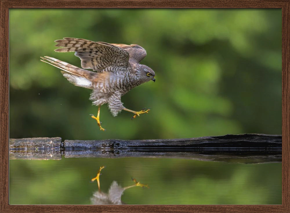 Gymnstics Show Poster