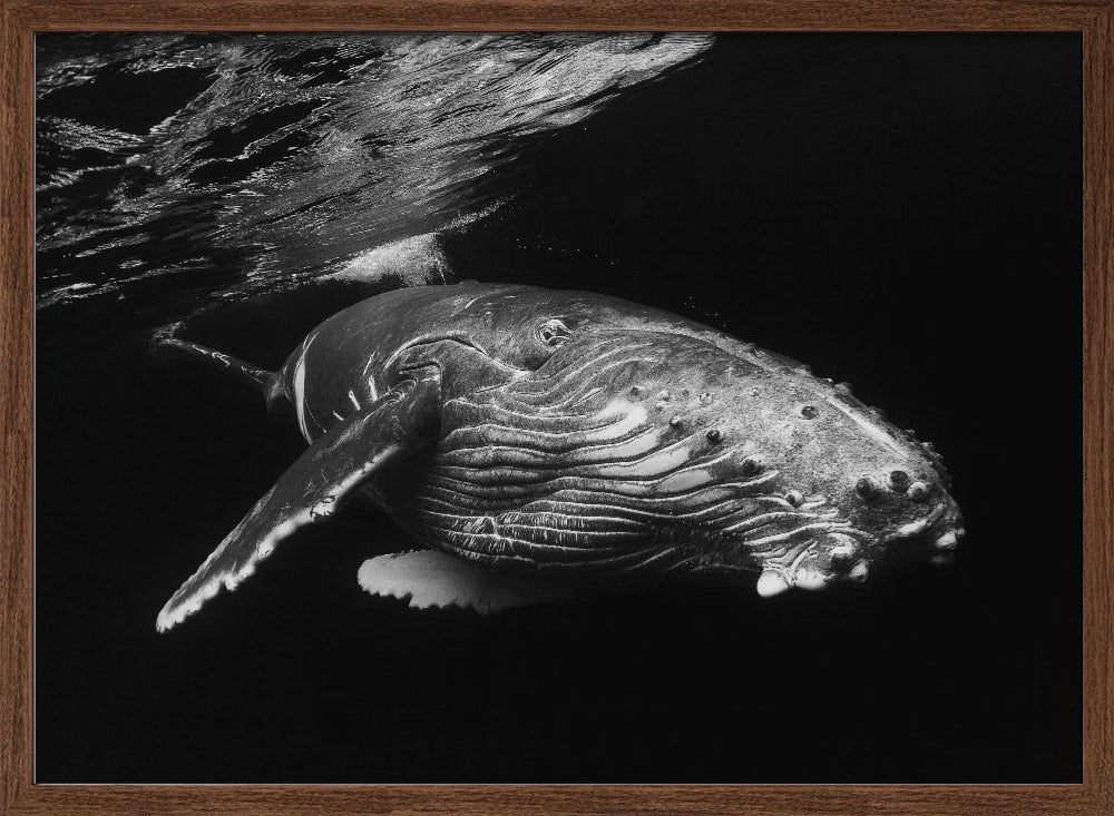 Humpback Whale calf Poster