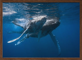 Humpback whale Poster