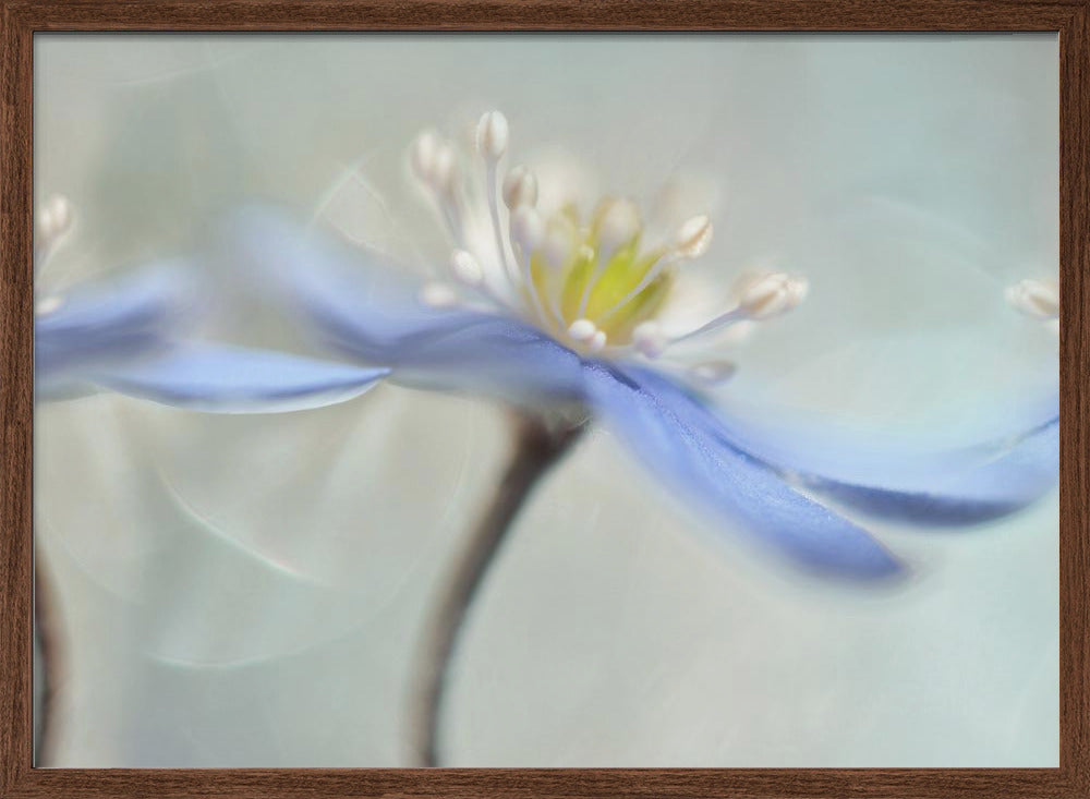 Dancing anemones Poster