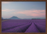 Lavender field Poster