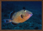 Blue triggerfish Poster