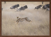 Cheetah Hunting Poster