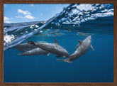 Dolphins Poster