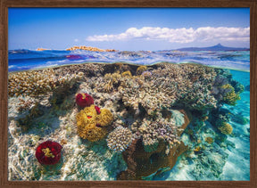 Mayotte : The Reef Poster