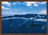 Between air and water with the dolphins Poster