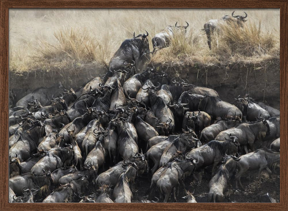 Wildebeests in Crossing Poster