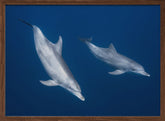 Bottlenose dolphins Poster