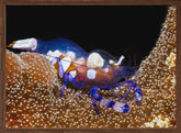 Peacock-tail anemone shrimp Poster