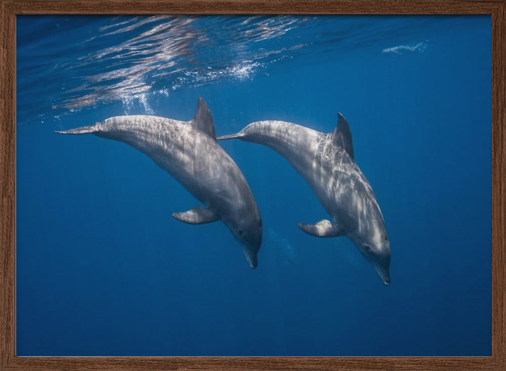 Two bottlenose dolphins Poster