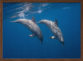 Two bottlenose dolphins Poster