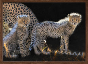 Baby Cheetahs Poster