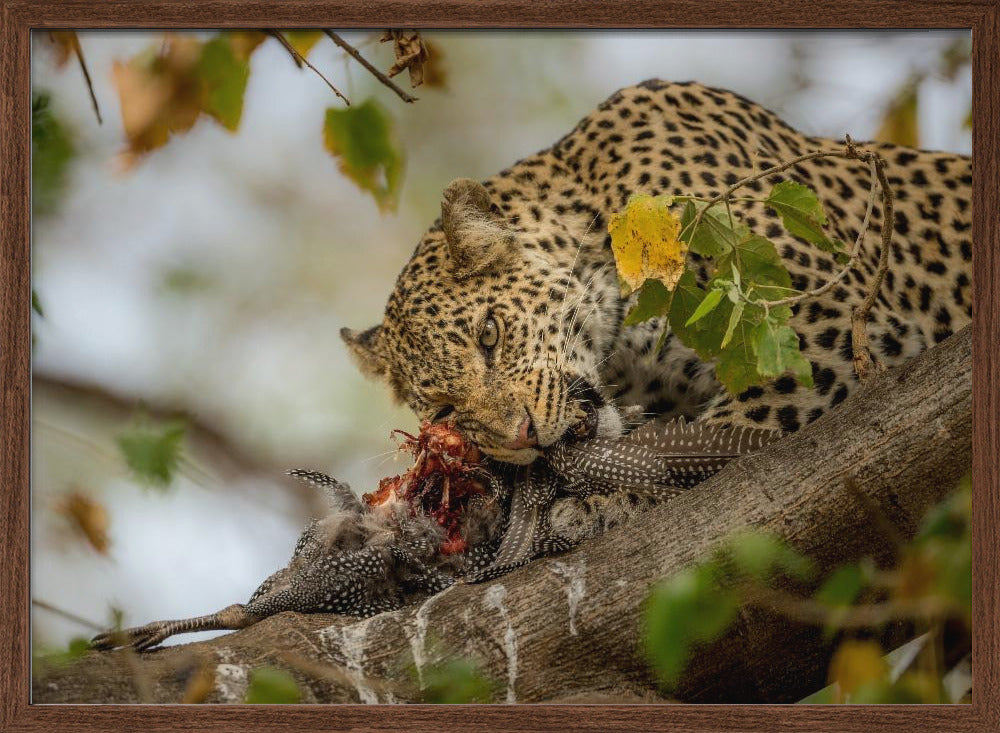 GUINEAFOWL KILL Poster