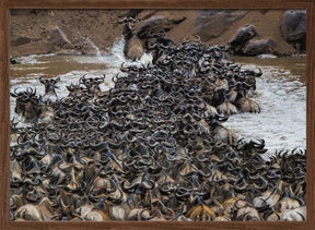 Wildebeests Crossing River Poster