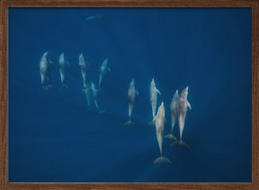 Dolphin group Poster