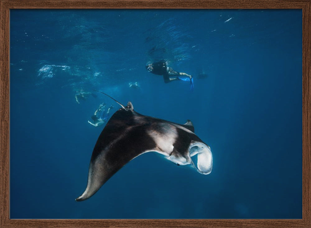 Manta ray! Poster