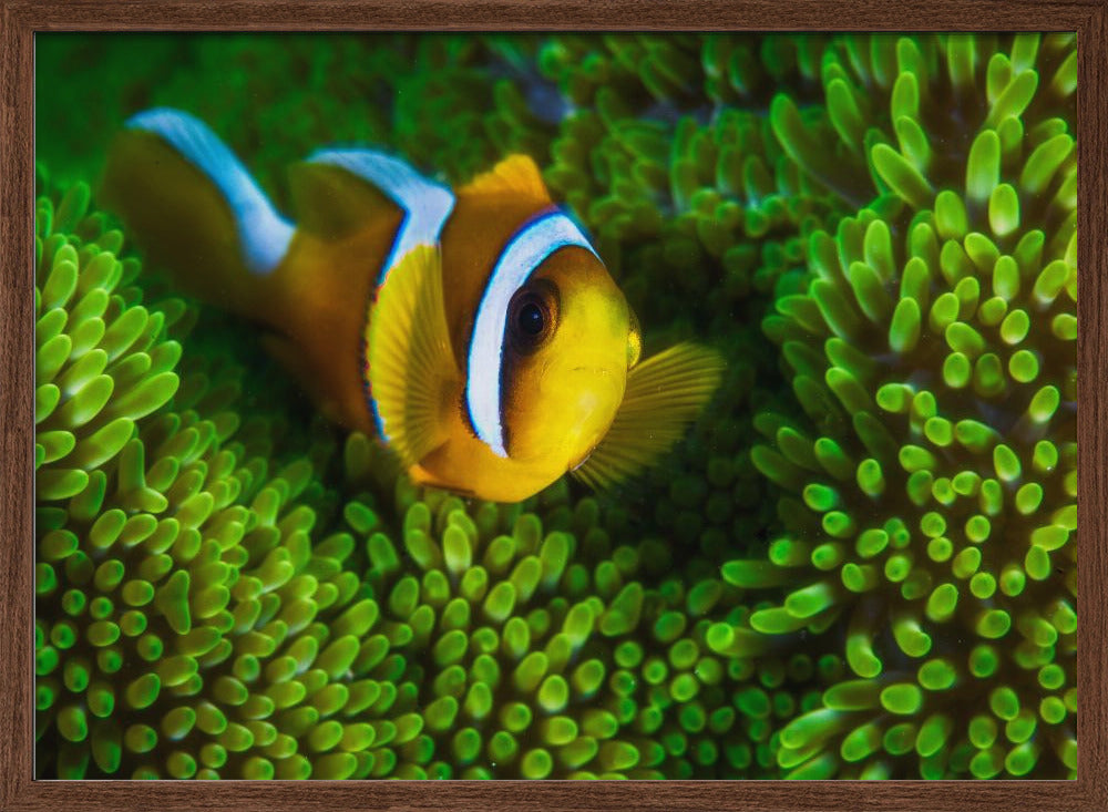 Yellow clownfish on green anemon Poster