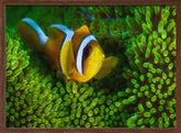 Yellow clownfish on green anemon Poster