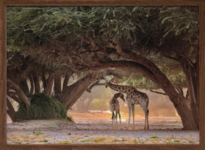 Giraffe - Namibia Poster