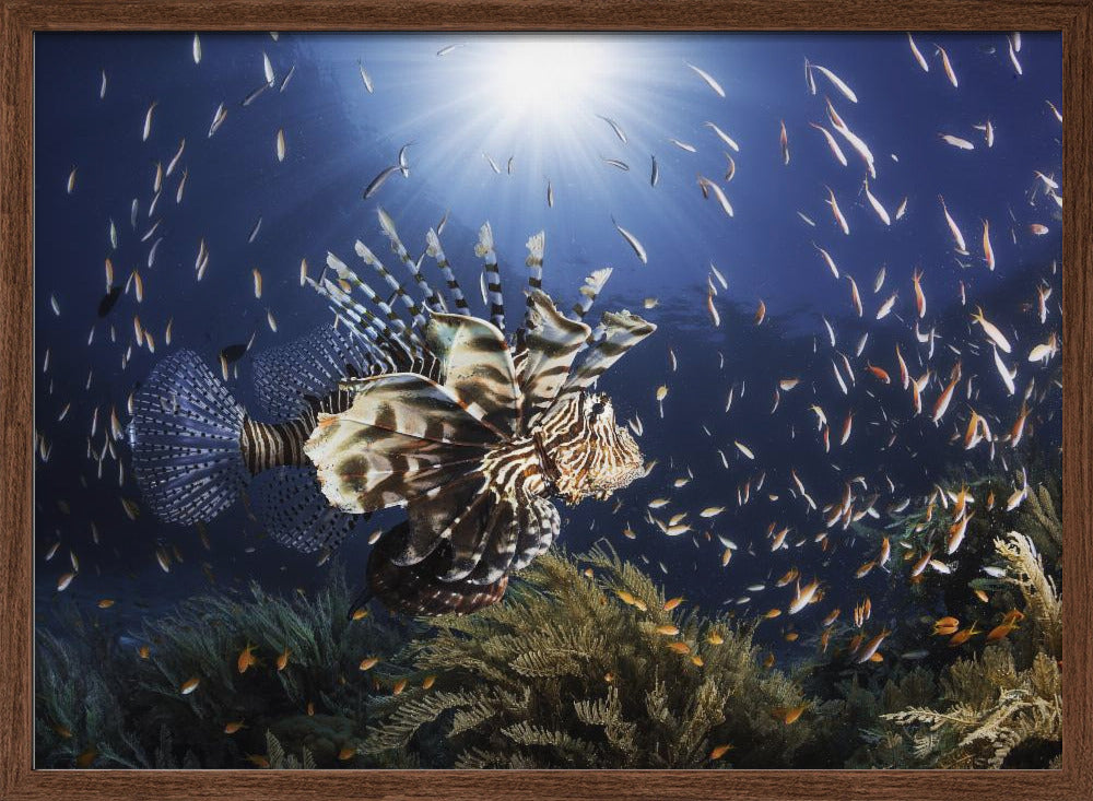 Lionfish Poster