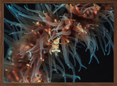 Zanzibar whip coral shrimp Poster