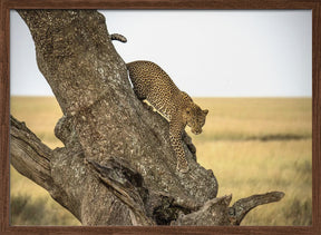 Leopard - Serengheti, Tanzania Poster