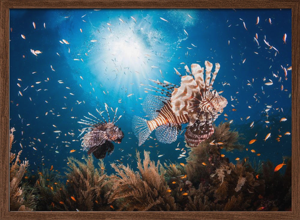 Lionfish Poster