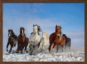 Mongolia Horses Poster