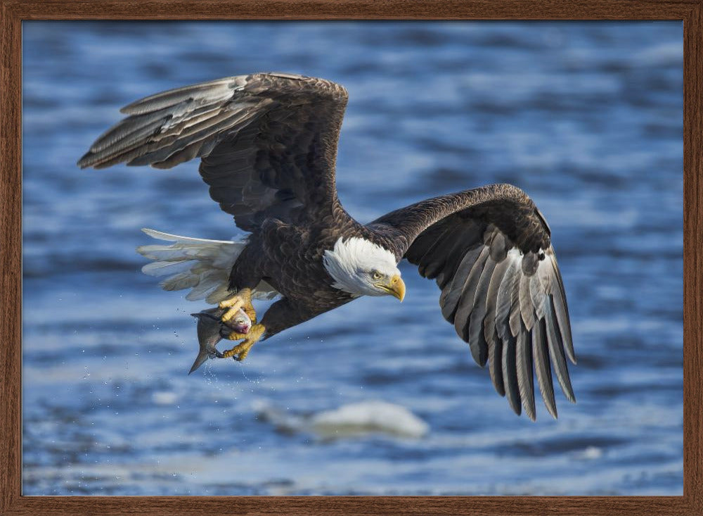 Bald Eagle Catching Fish Poster