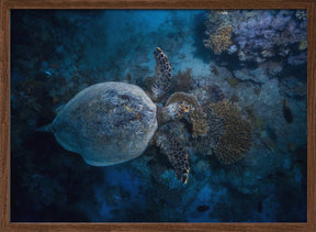 Hawksbill sea turtle Poster