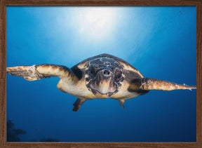 Face to Face with a Hawksbill sea turtle Poster